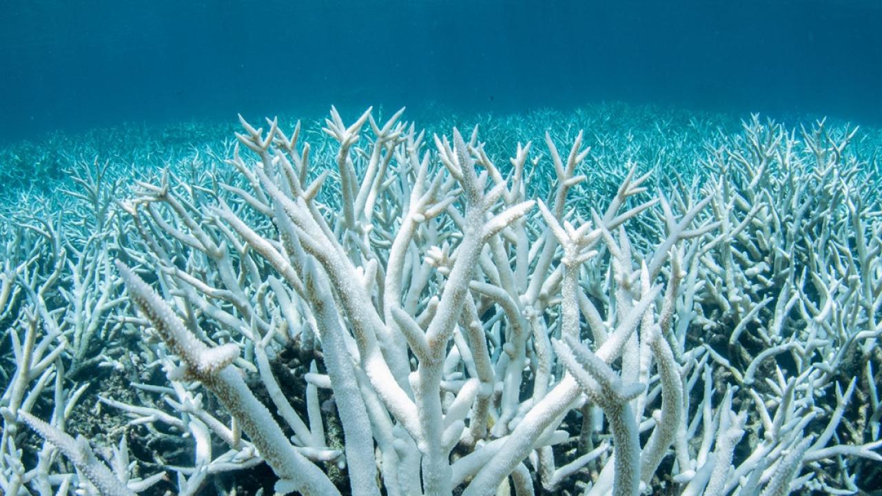 underwater bleached coral