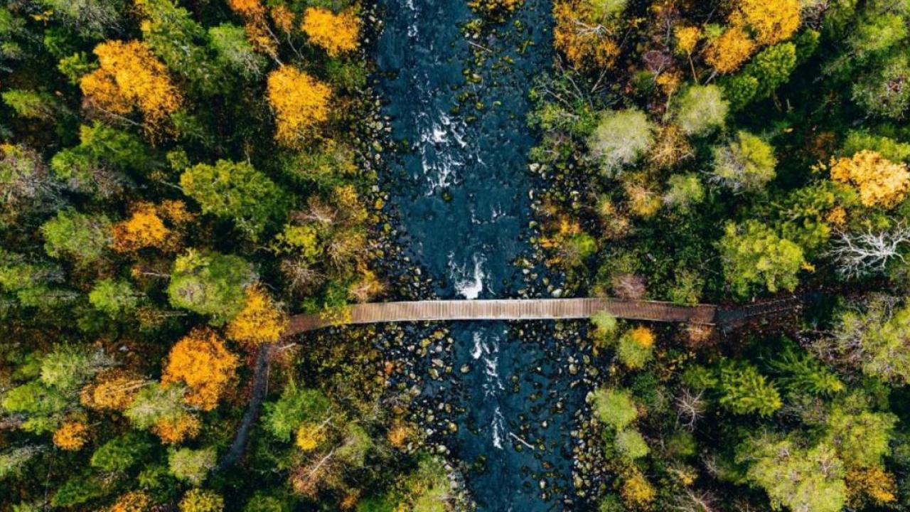 Aerial view of trees and a bridge over a river