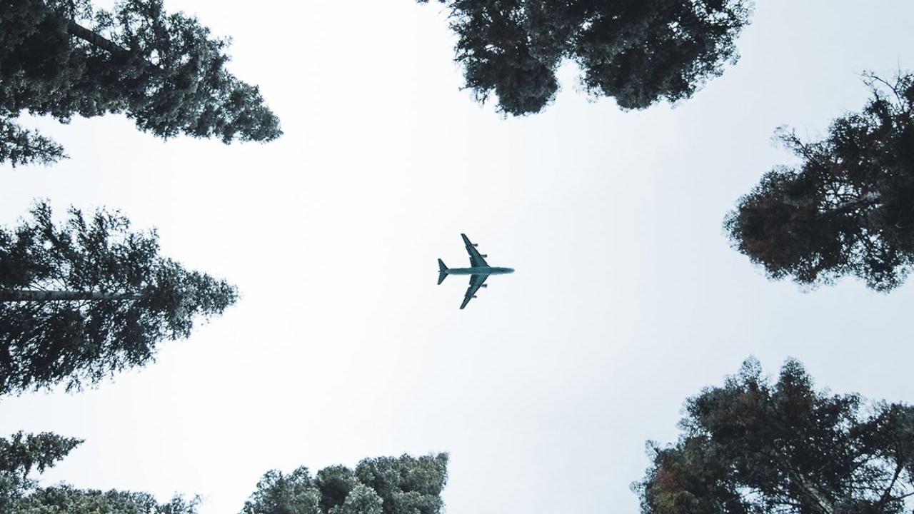 Photo of airplane in the sky viewed through trees