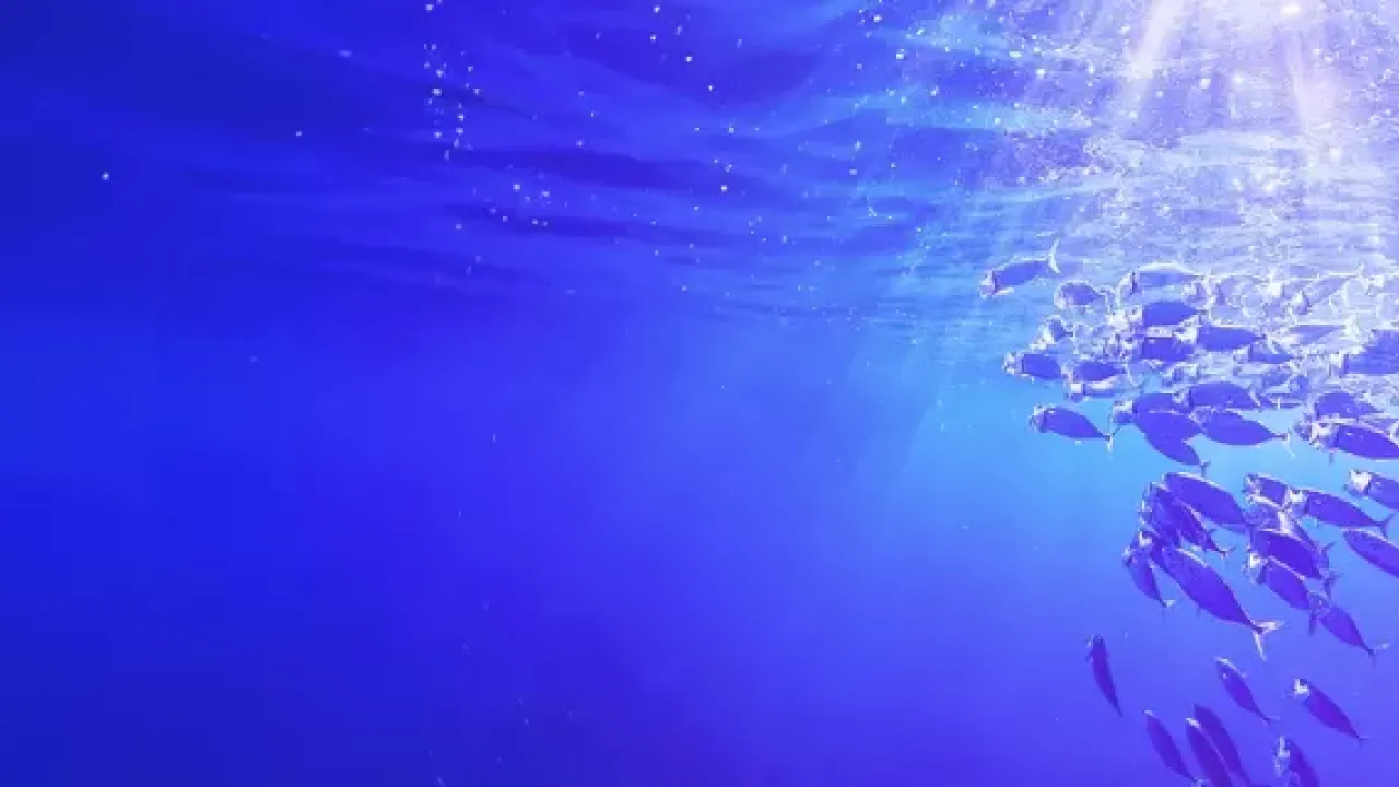 A school of fish near the surface of an expanse of blue water.