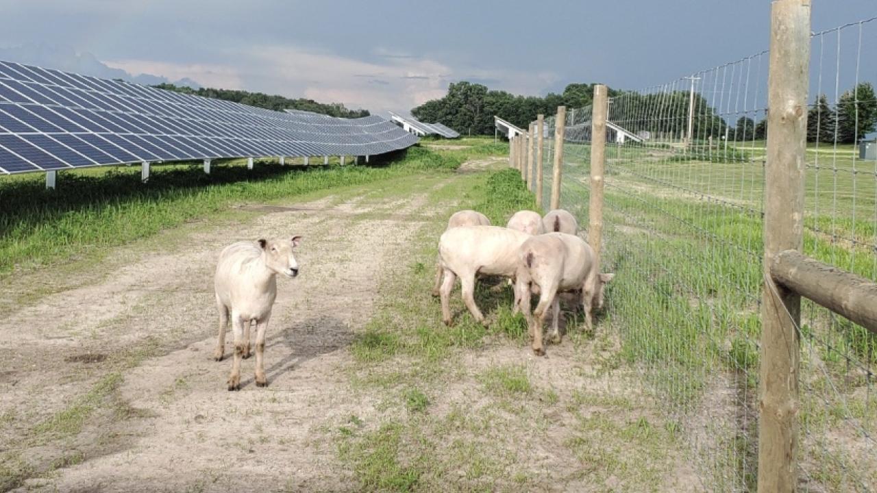 Sheep grazing near solar panels