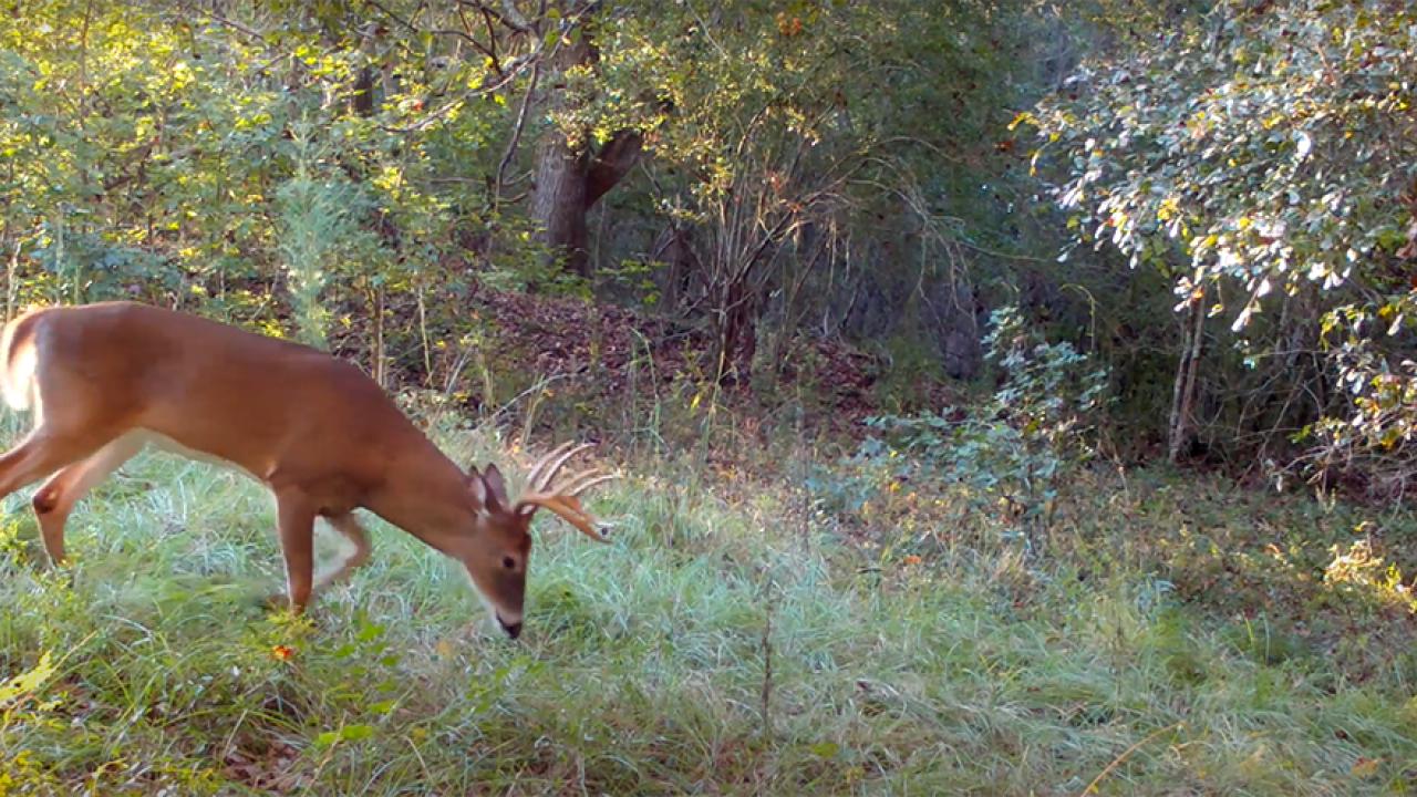 A deer grazing on grass