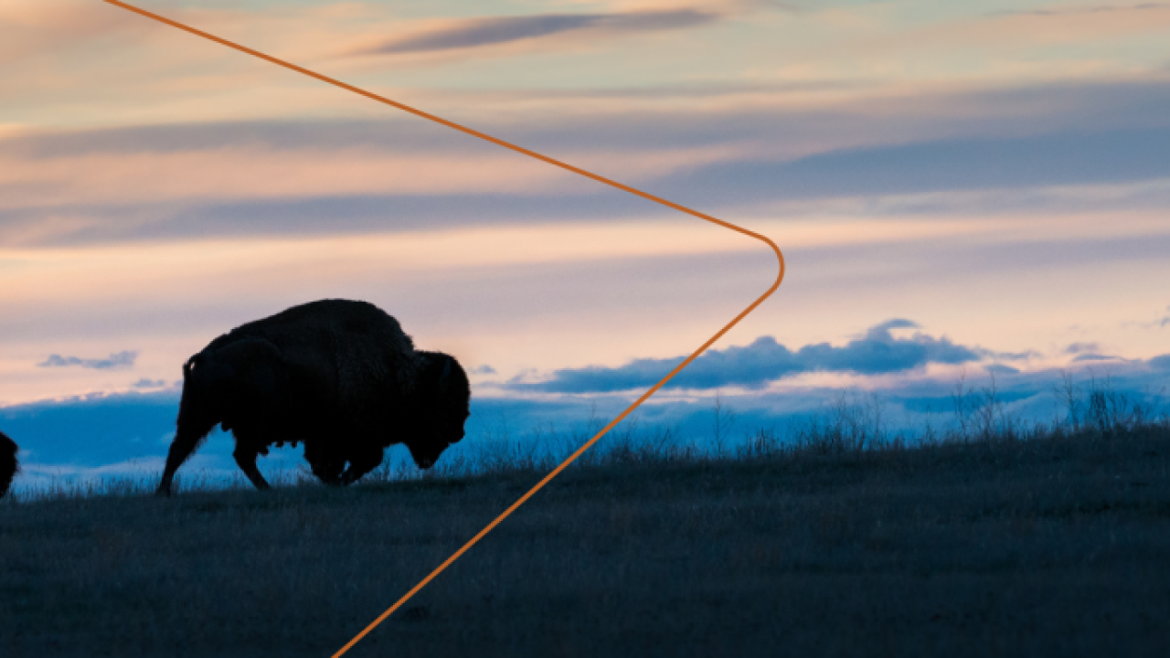 Buffalo silhouettes in a field