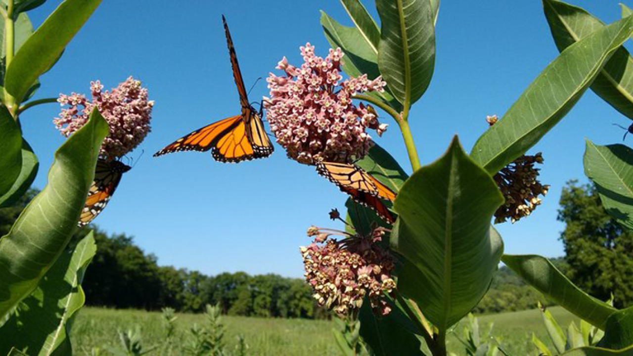 butterflies on milkweeds