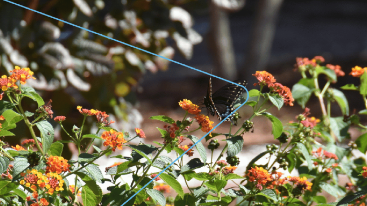 A butterfly on an orange flower in a garden