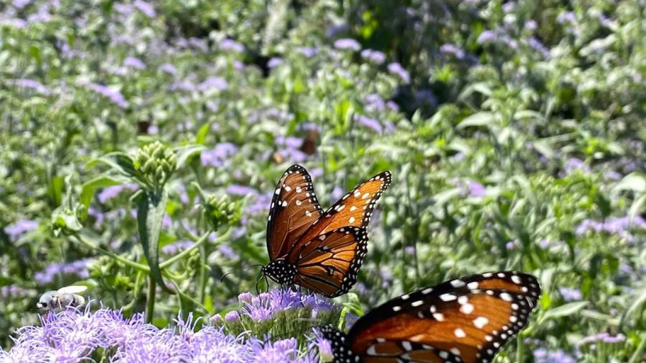 Two butterflies on a purple-flowered plant.