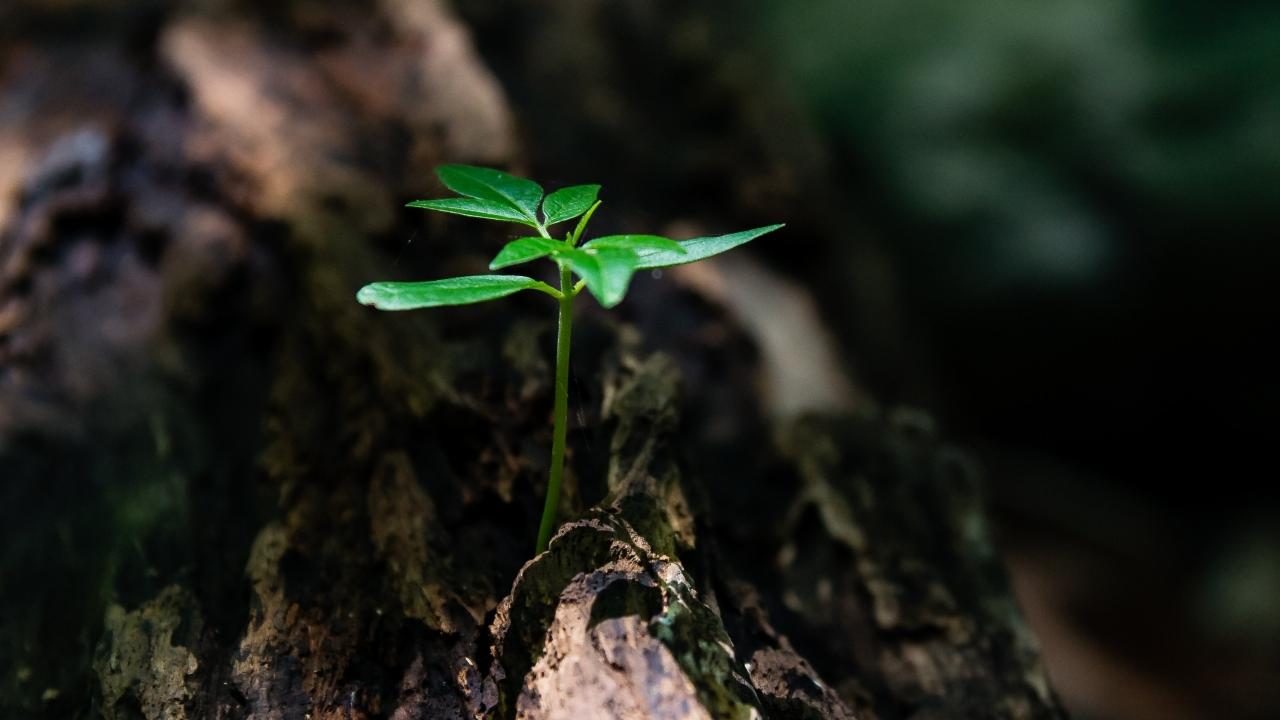 Green seedling in tree trunk