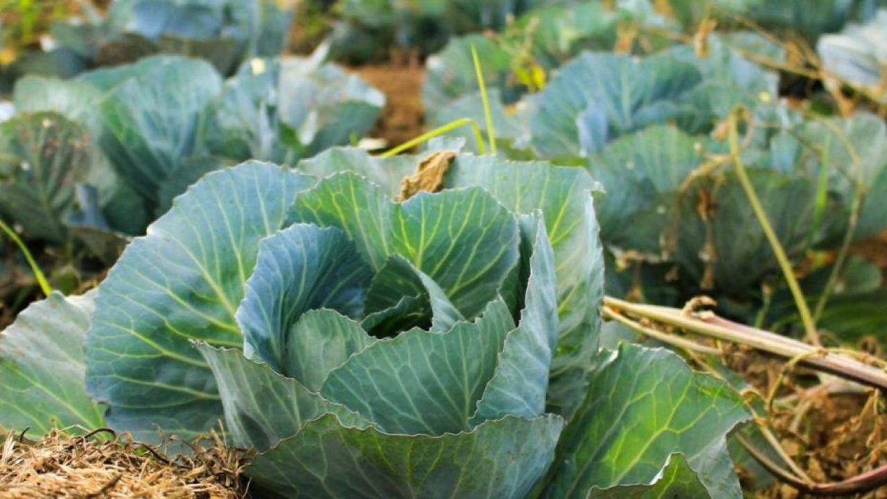 Cabbages growing from the ground.