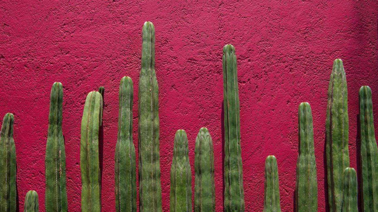 A row of cacti against a red wall.