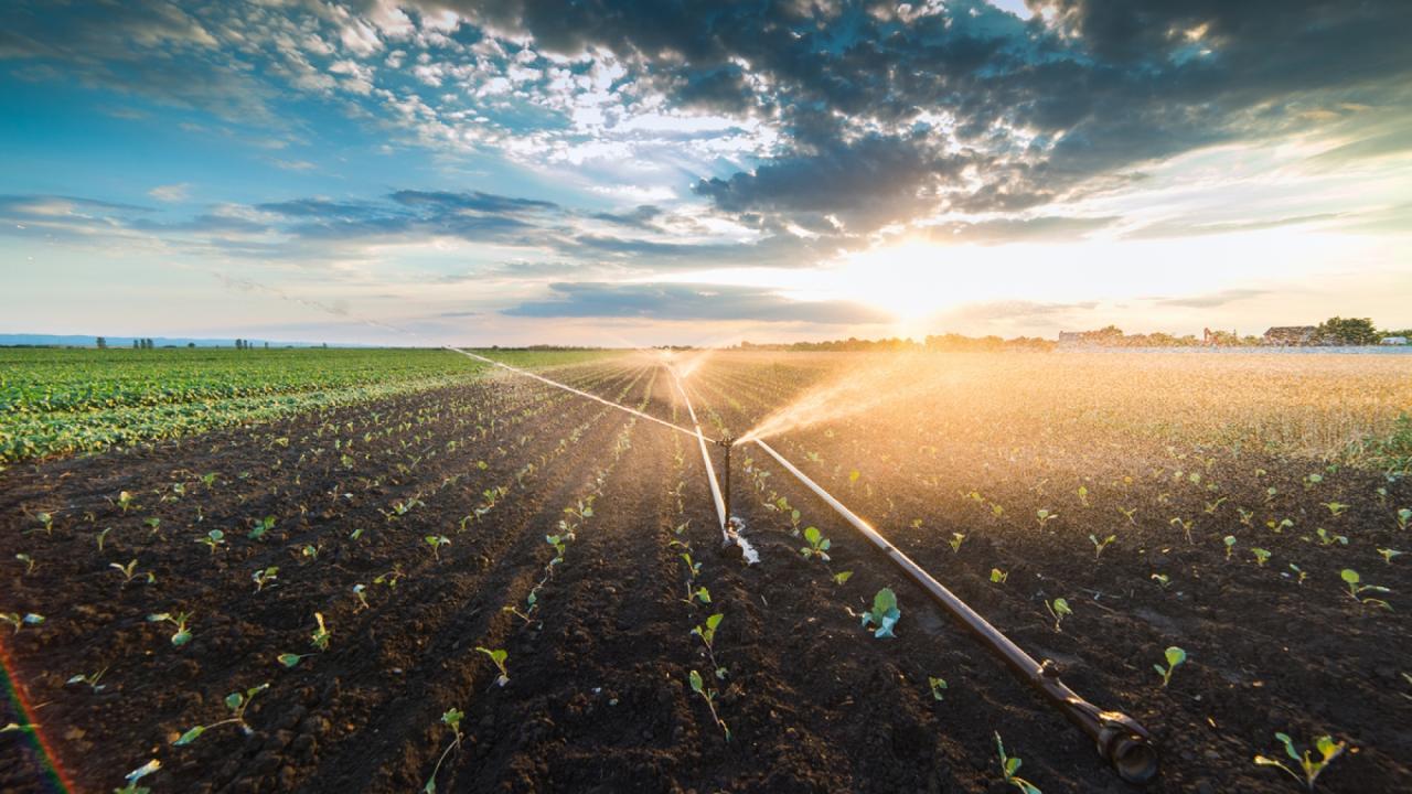 field of crops