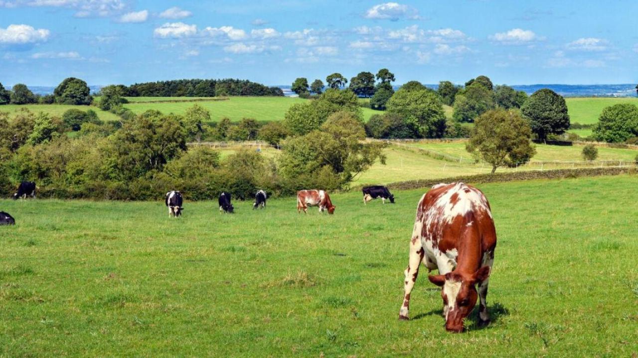 cattle in a field
