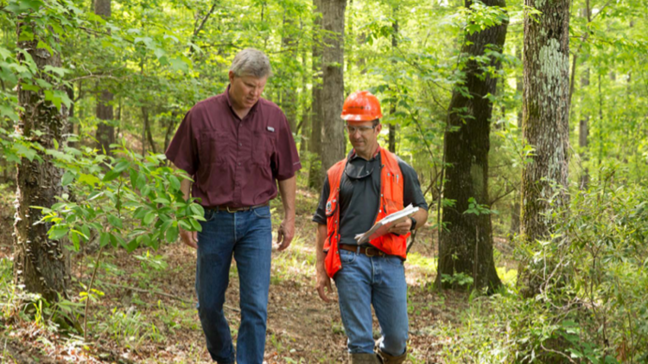 Two people walking in a forest. One carrying a clipboard and wearing high-visibility protective gear