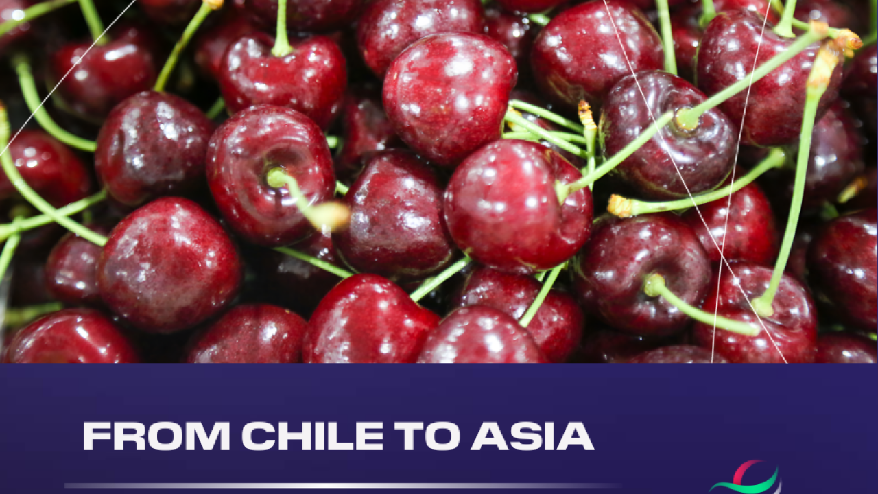 cherries with "From Chile to Asia, Handling more than 12.8 million cherry boxes in San Antonio"
