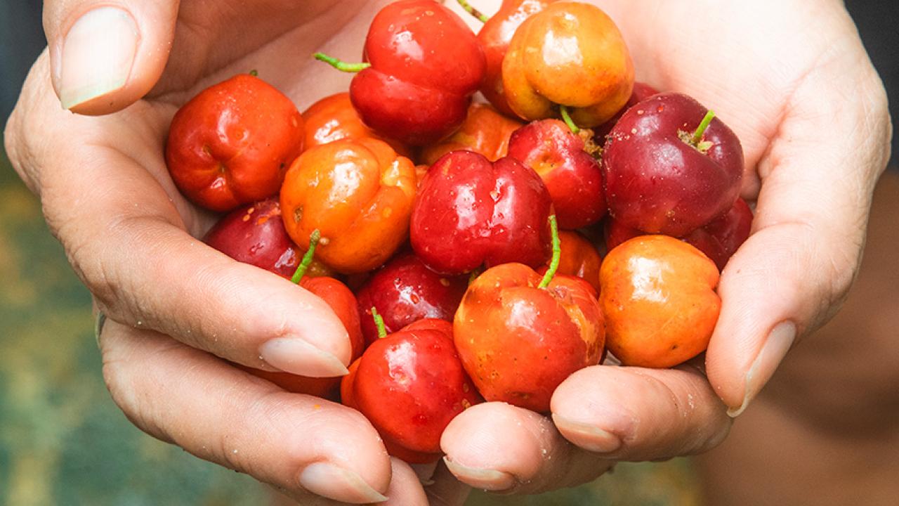 hands holding cherries