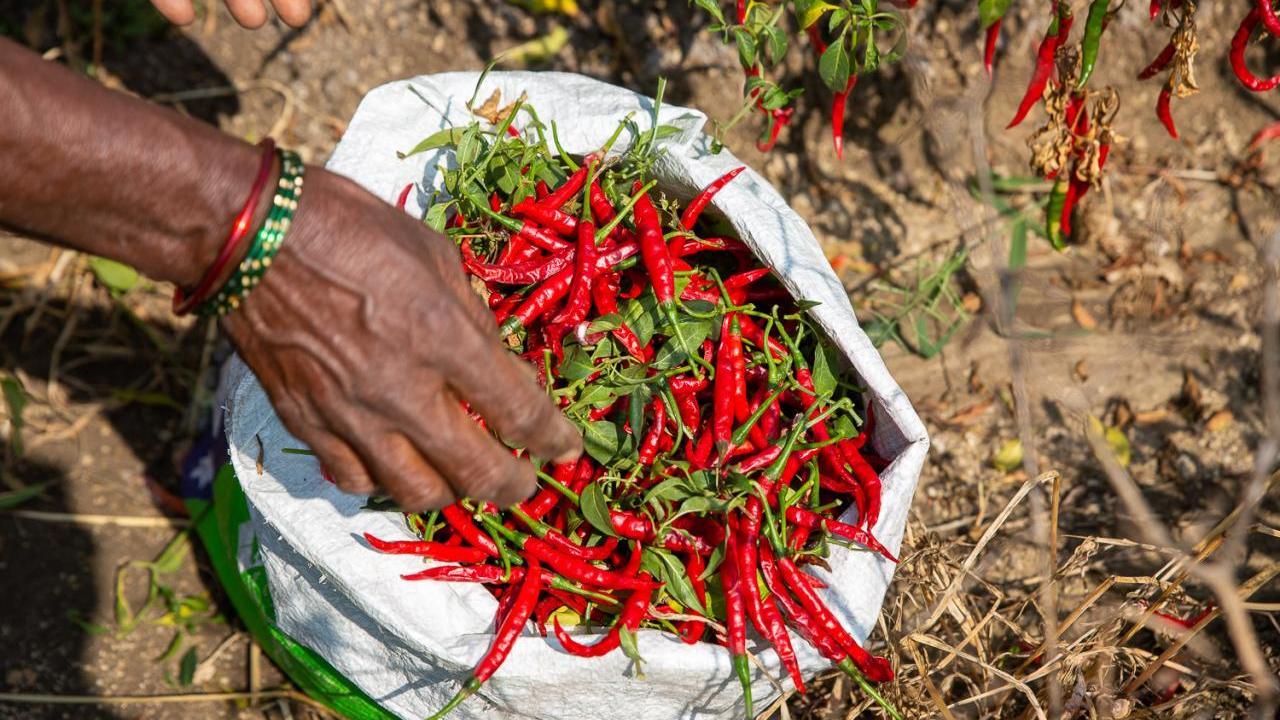 a bag of chili peppers