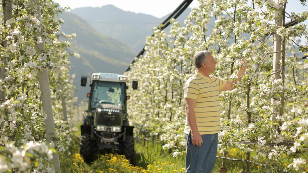 A person inspecting a citrus tree in an orchard