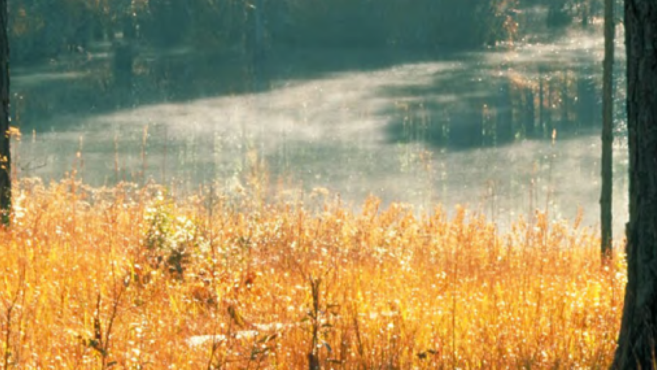 Scenic landscape of a forested area and waterway in the background.