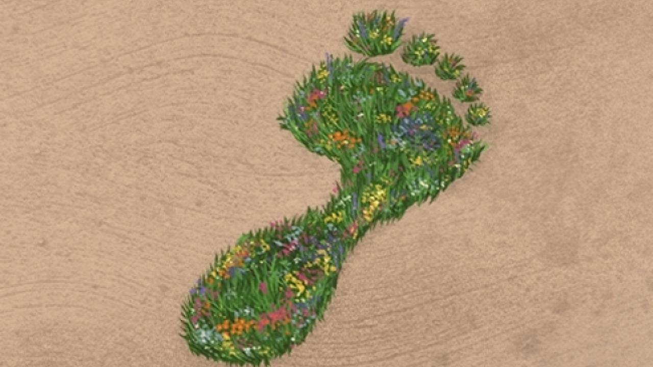 grass footprint on sand landscape 