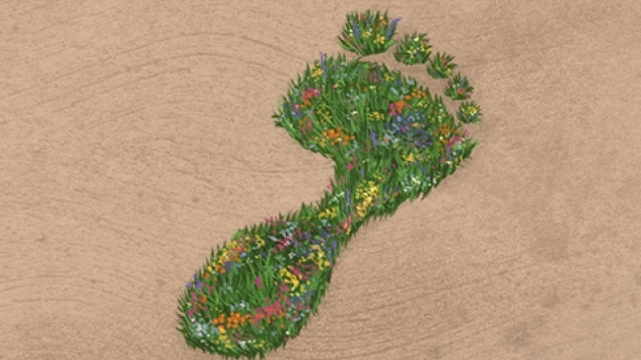 footprint of grass and flowers on a sand covered ground
