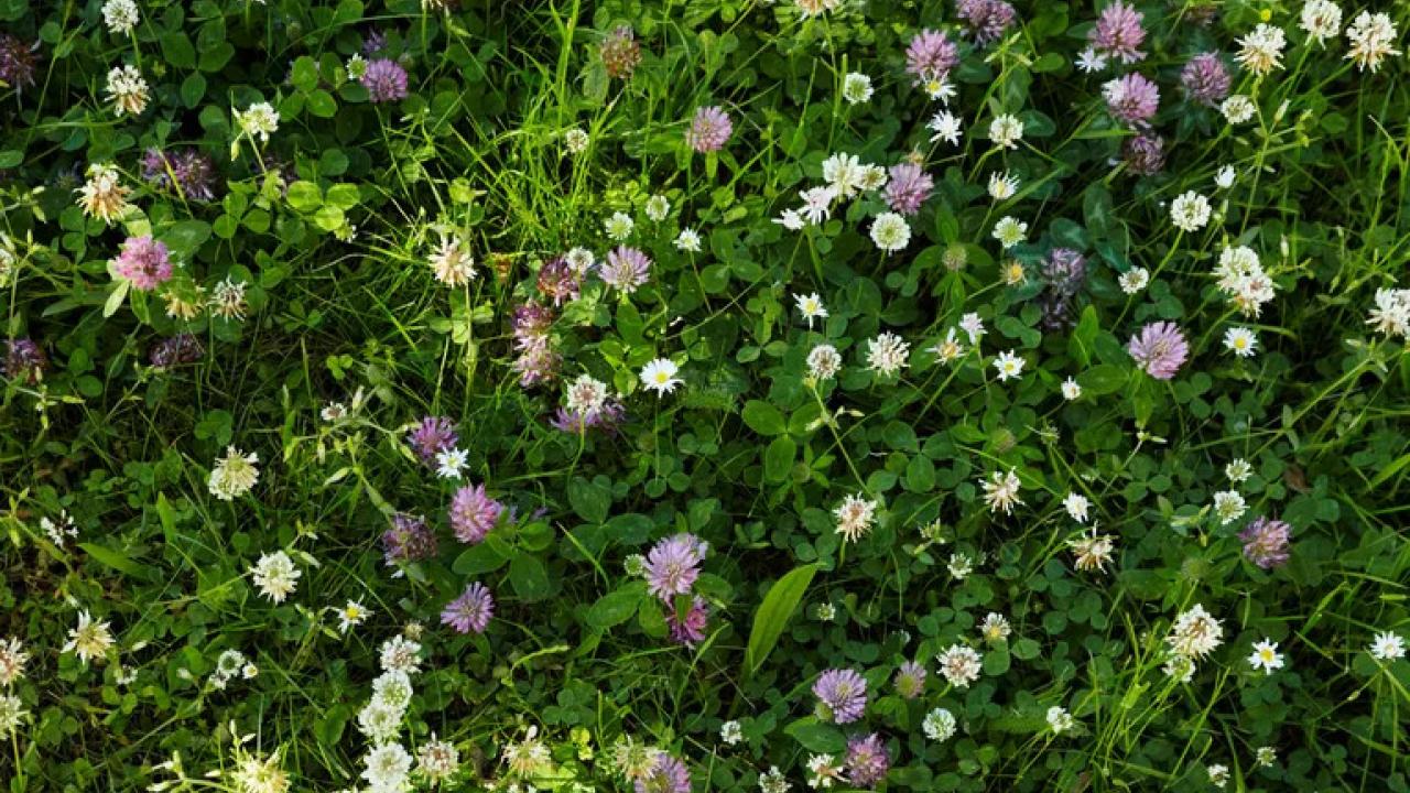 Clover patch.