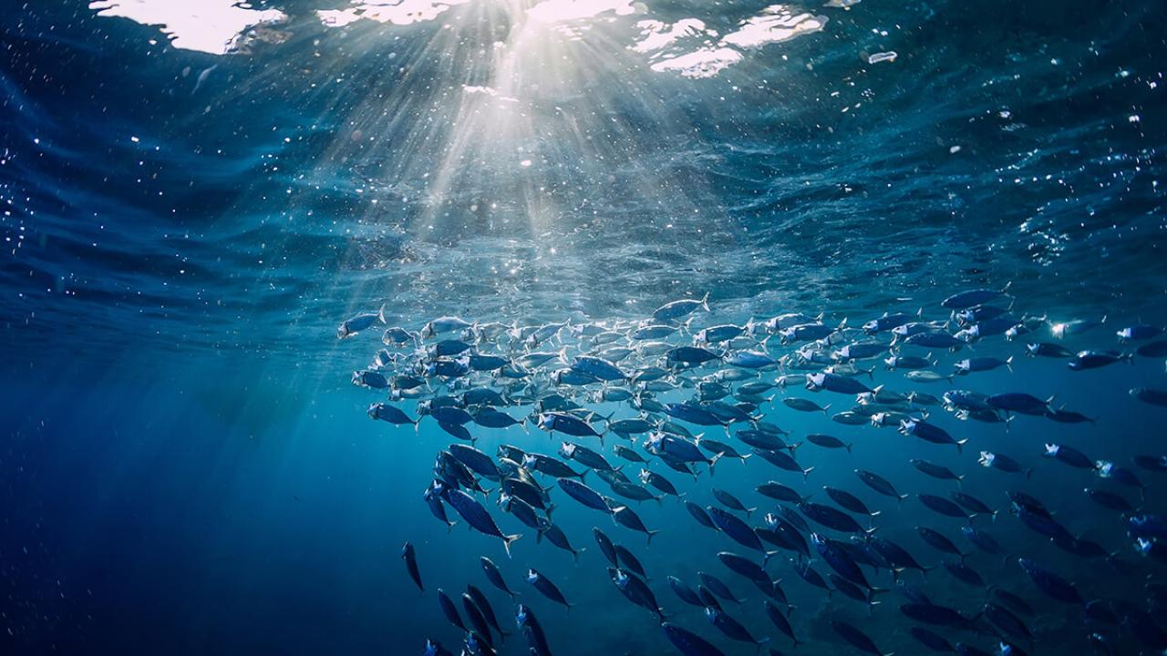 underwater view of a school of fish
