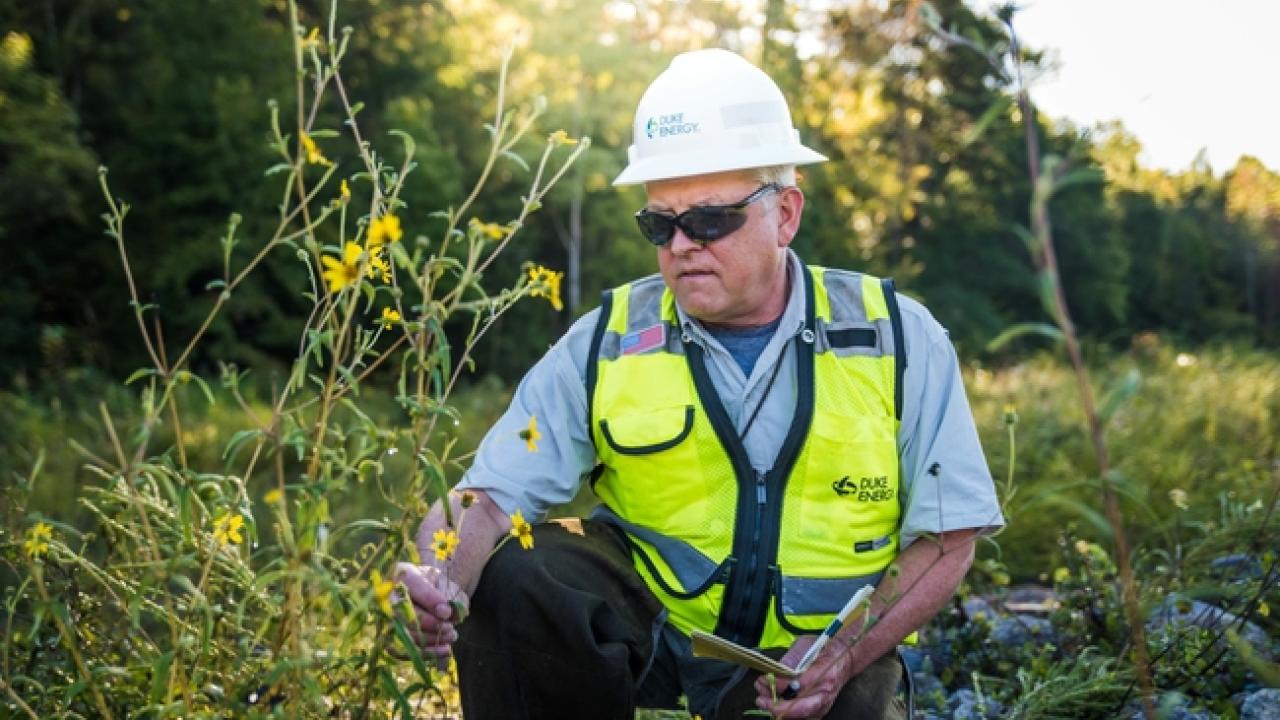 Duke Energy worker in hard hat examining flowering plant