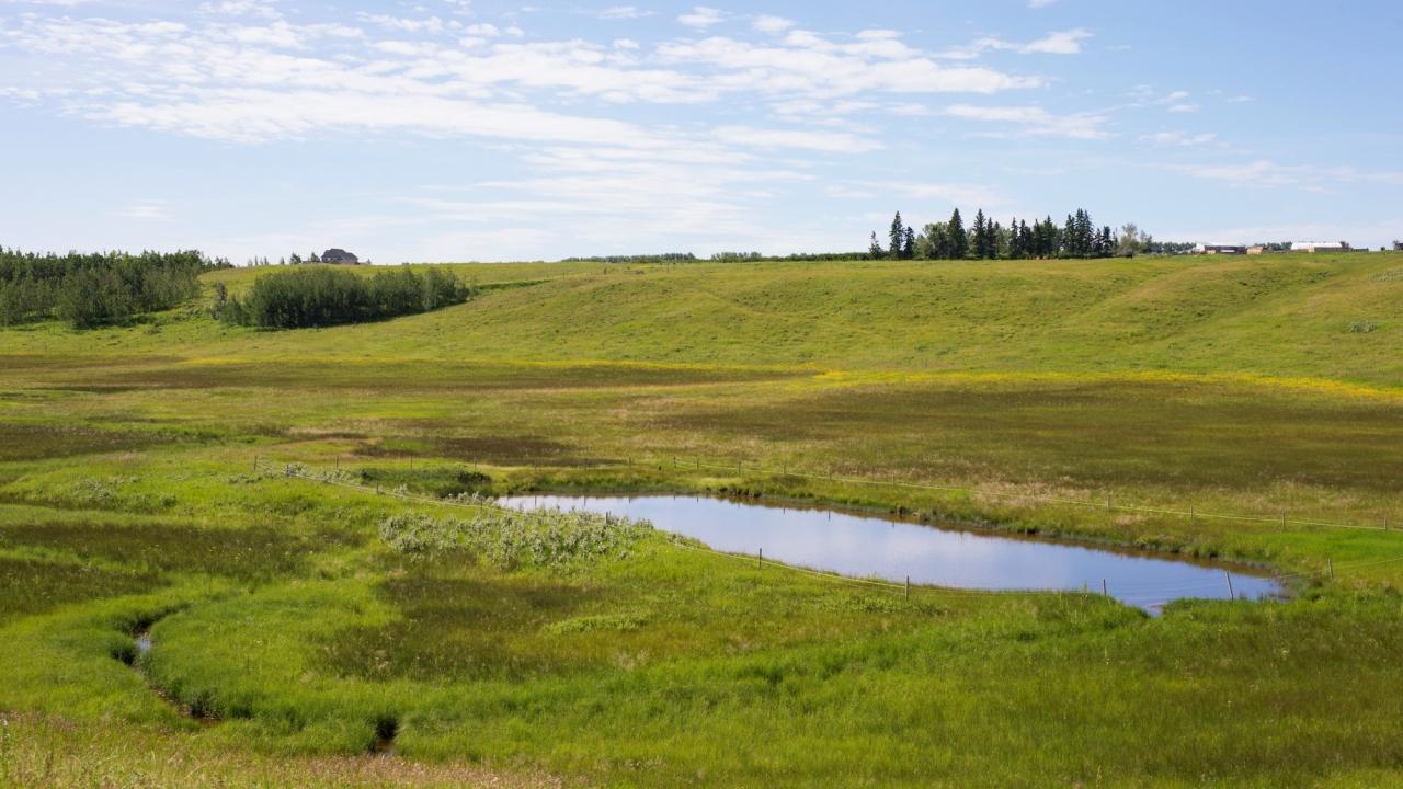 Wetland in Parkland, Alberta.