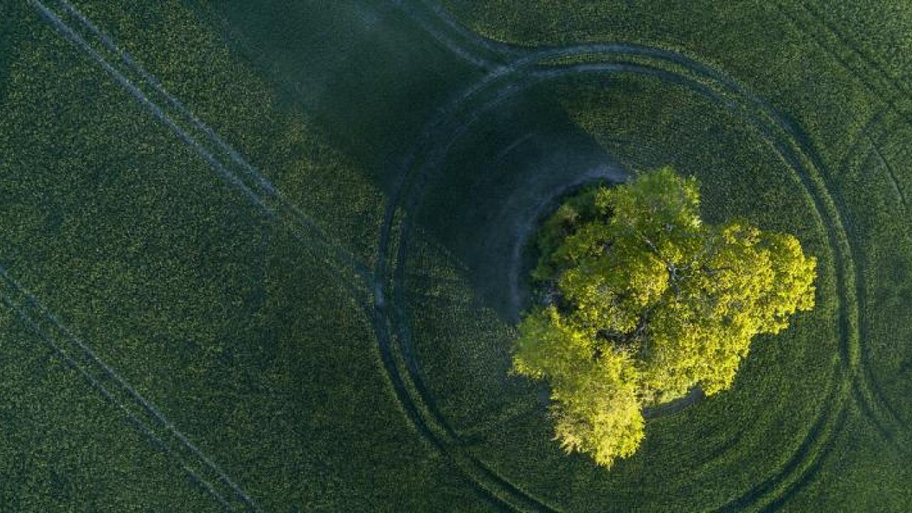 Aerial view of a tree in a field of low green crops.