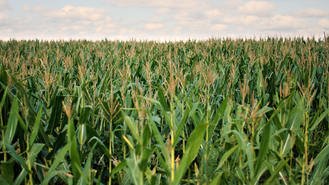 corn field