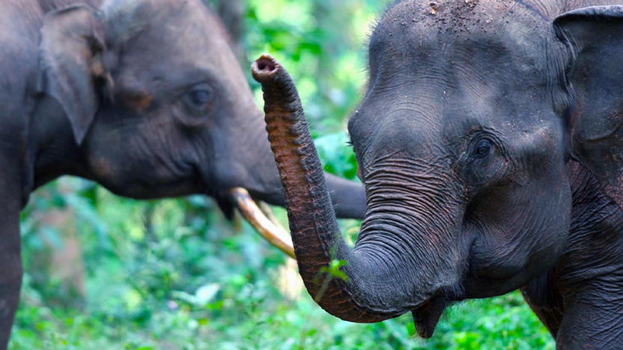 two elephants