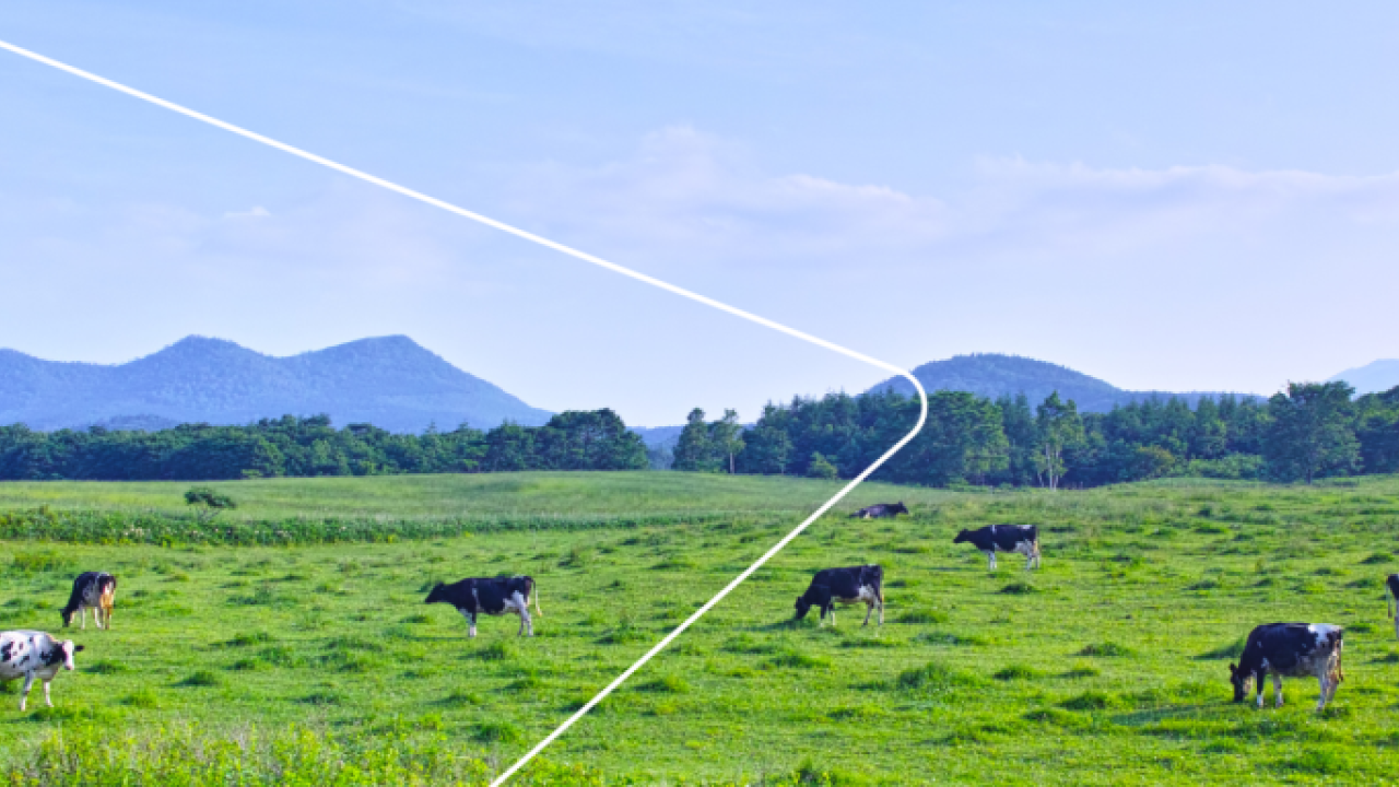 A lush field with cows, hills in the distance.