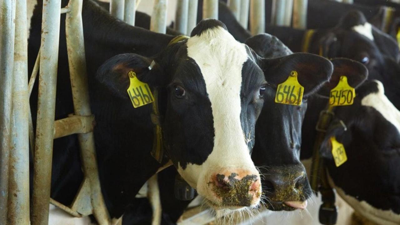 cows