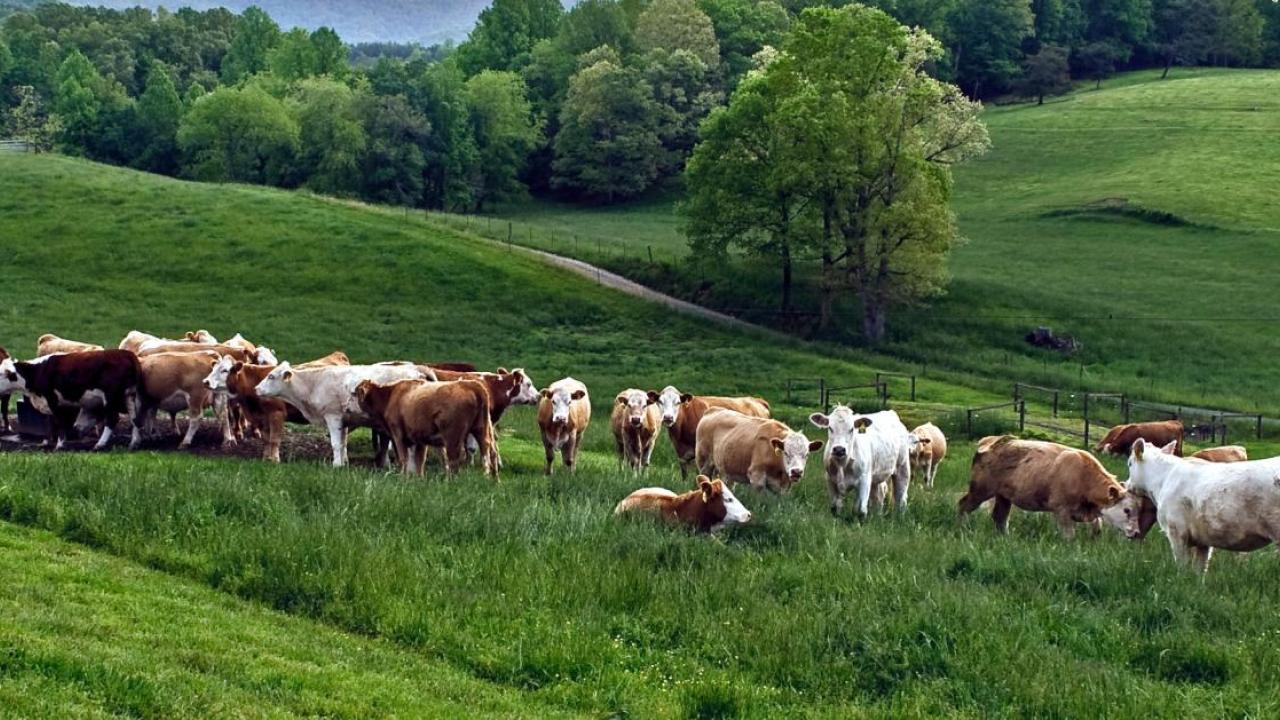 A herd of cows in a green field.