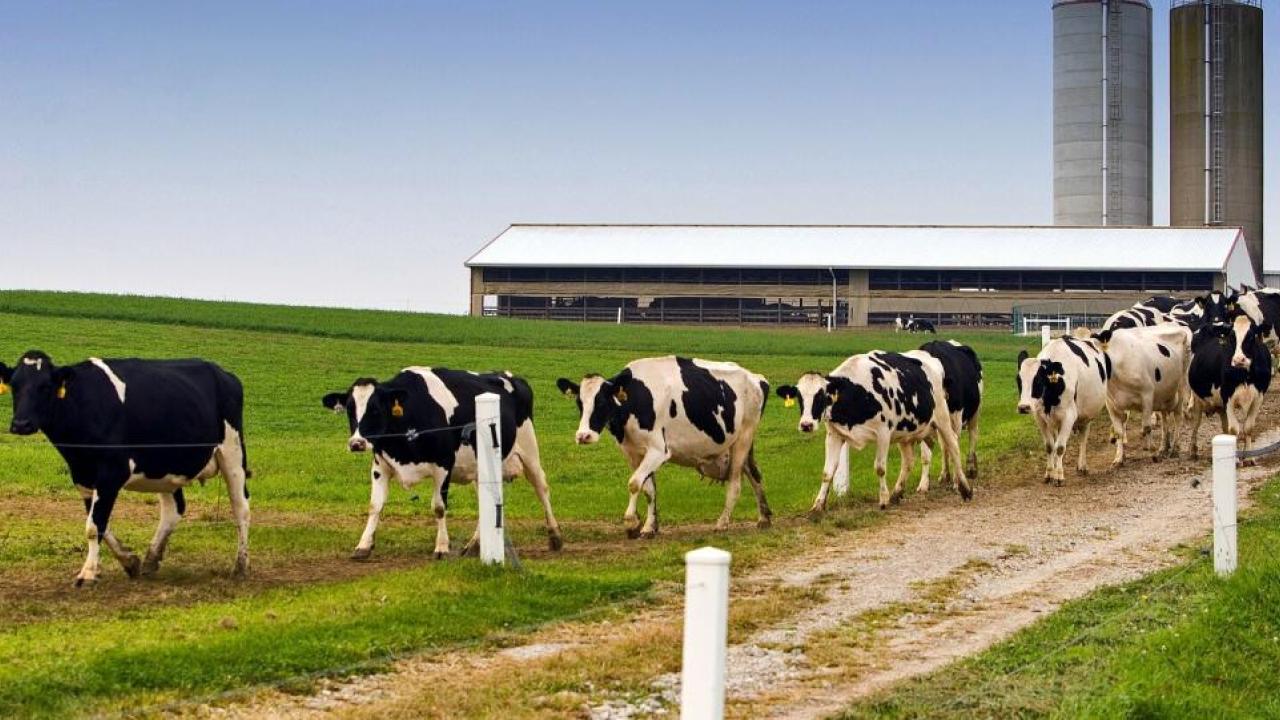 Cows walking along a path on a farm.