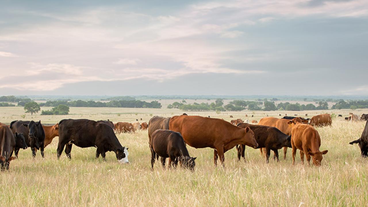 Cows grazing in a vast field.