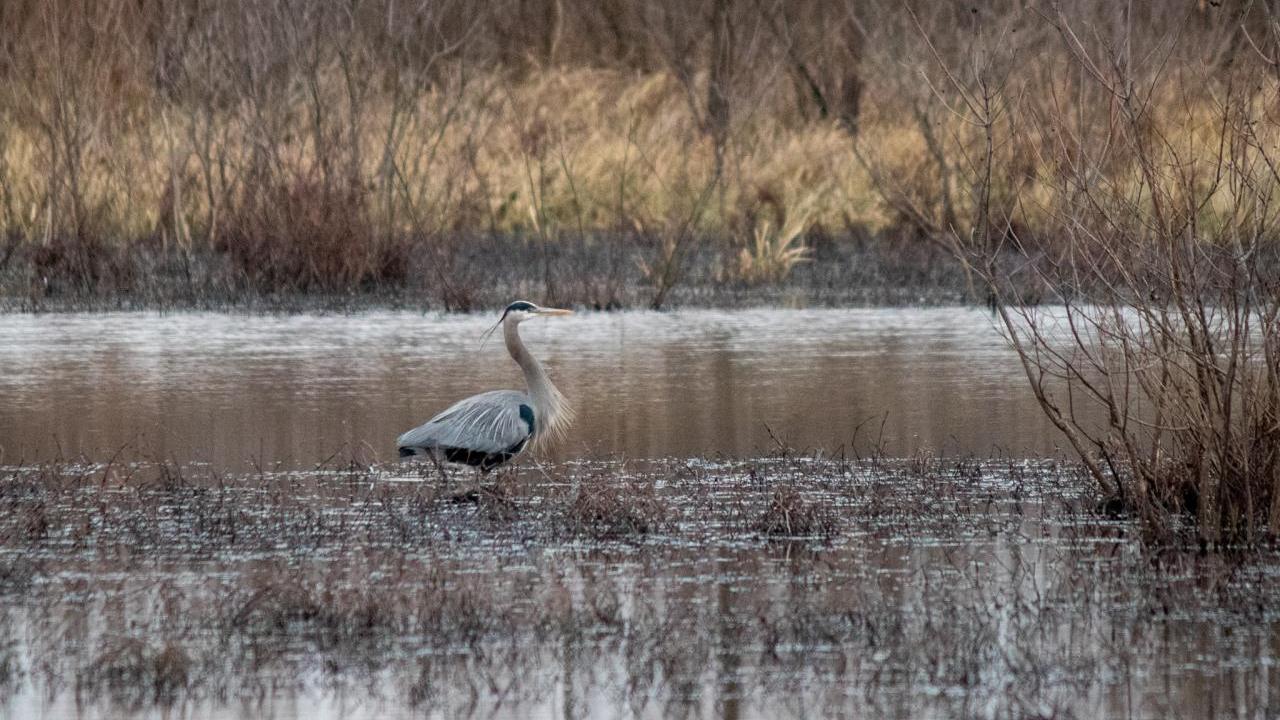 A long-neck bird in a wetland area