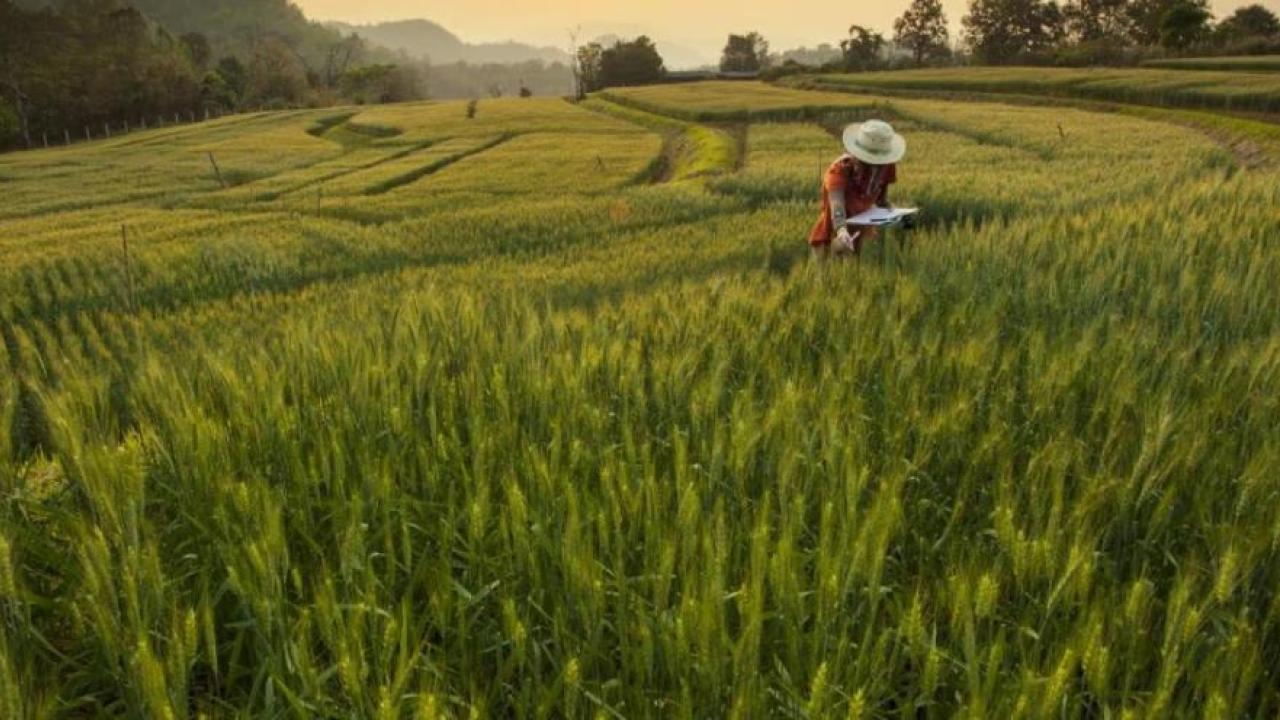 A farmer in a crop field.