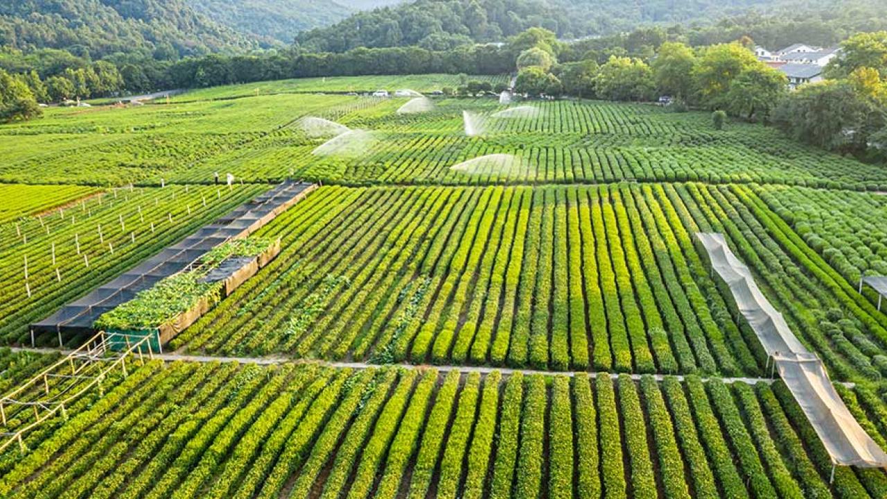 fields of green crops