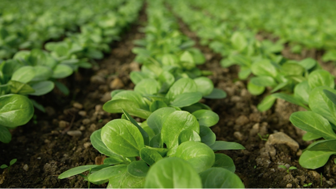 Field of crops