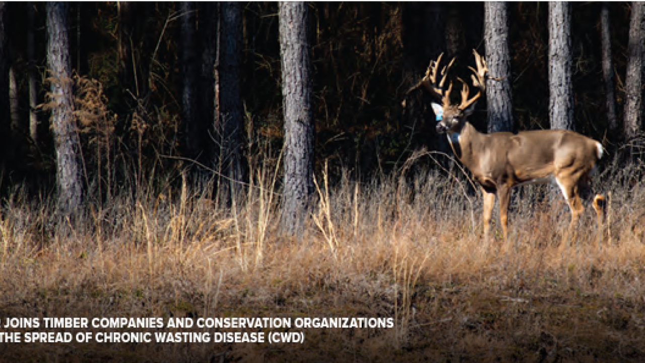 A deer in a forested area