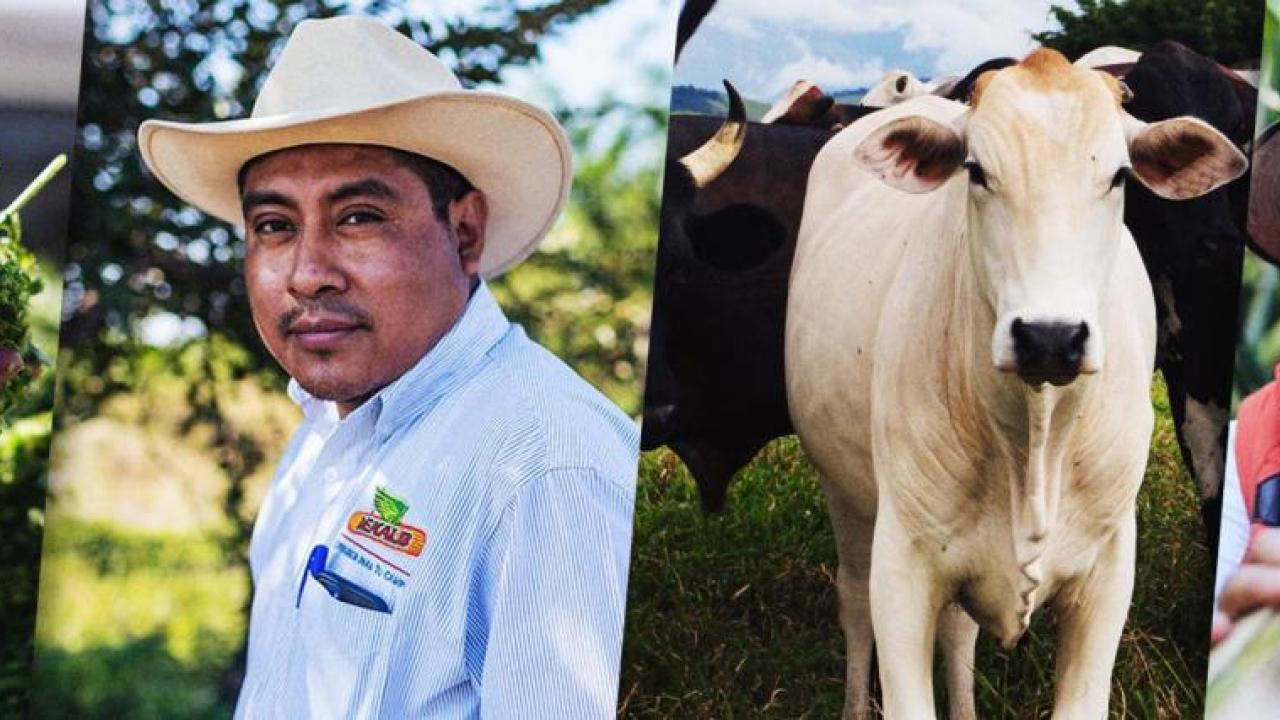 Collage of four images of cattle feed, farmers, and cows.