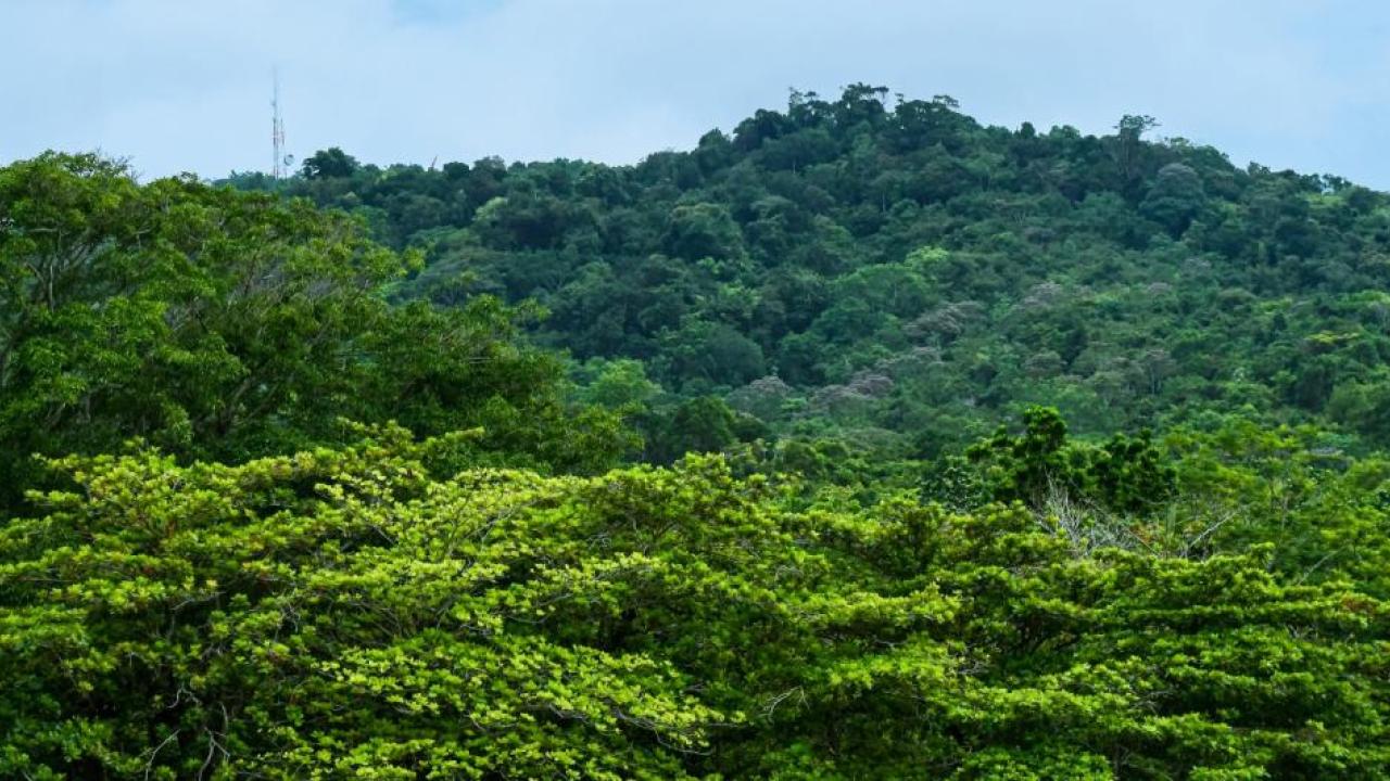 The Darién Jungle is one of the world's most dangerous migrant routes. 