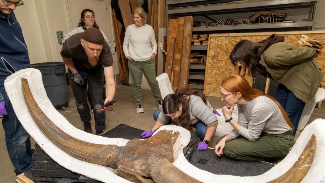 People looking at a bison latifrons skull