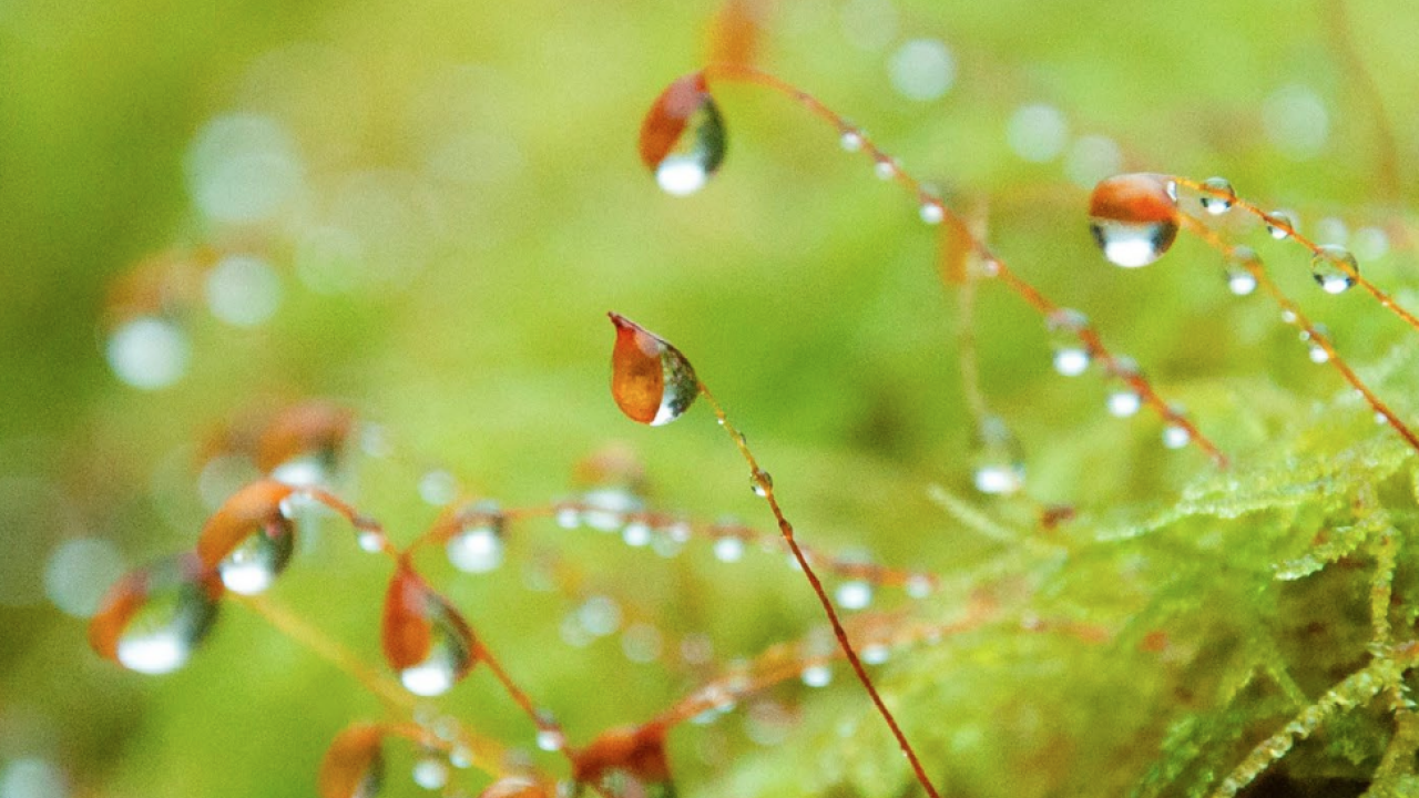 dew in the grass