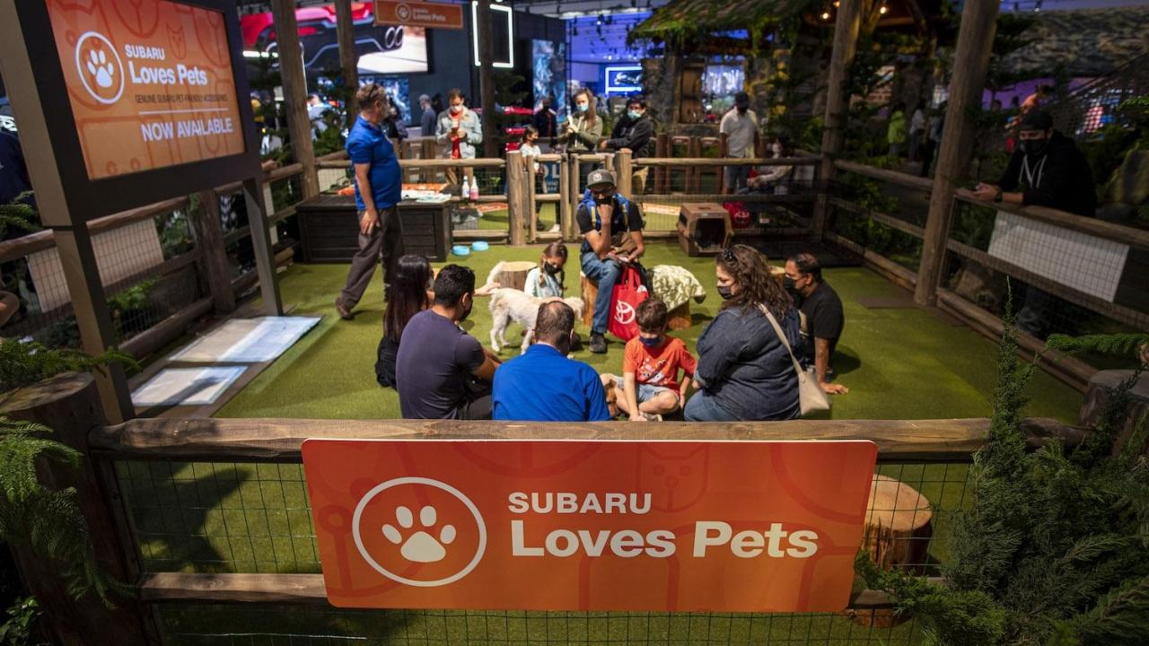 dog adoption booth