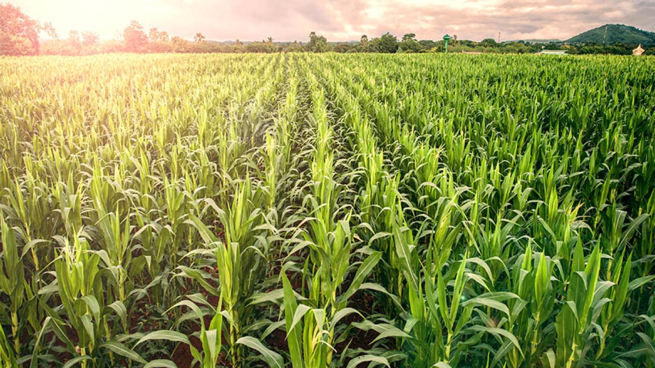 Cornfield 