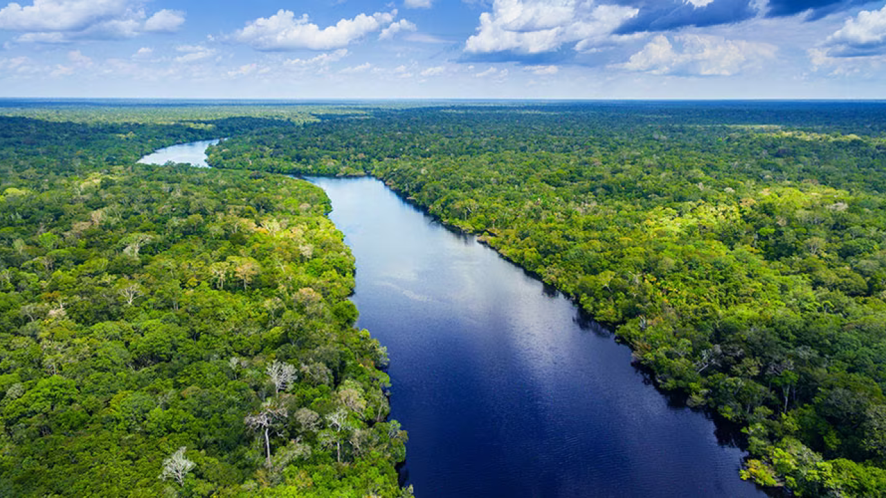 aerial shot of river surrounded by forest