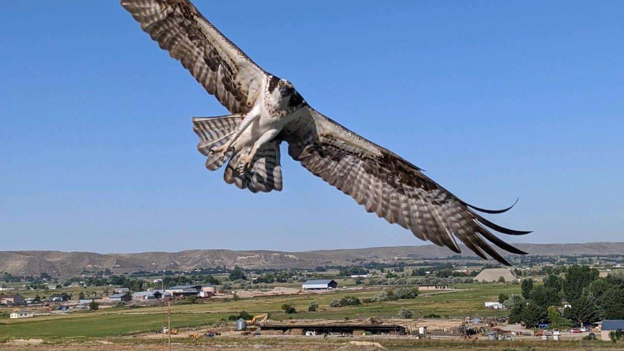 A bird in flight