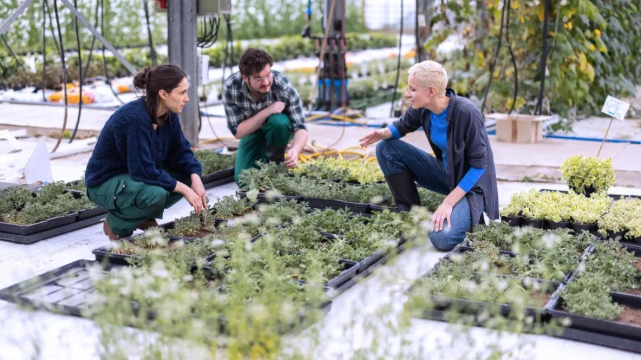 Three people talking while crouched by a patch of seedlings.
