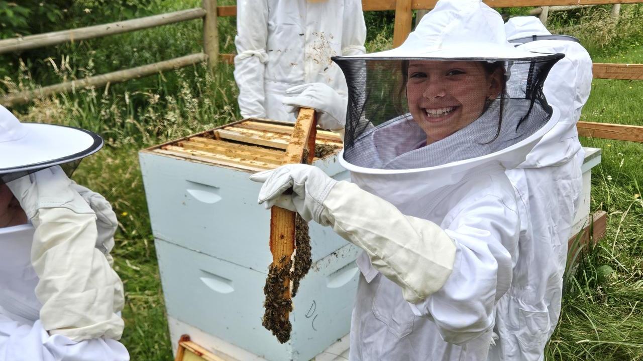 people working with bees